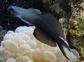 Foto Meeresfische (Meerwasser) Blackfin Dartfish, Scissortail Goby 