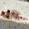 Photo Marine Fish (Sea Water) Red Scooter Dragonet 