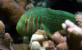 Aquarium Fishes Clown Goby Green  Photo