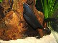  Black Ghost Knife Fish  Photo