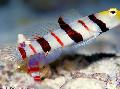 Photo Marine Fish (Sea Water) Dracula Goby 