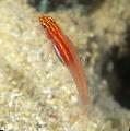 Photo Marine Fish (Sea Water) Gold Neon Eviota Goby (Neon Pygmy Goby) 