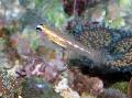 Aquarium Fishes Masked Goby (Glass Goby) Photo