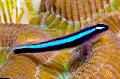Foto Meeresfische (Meerwasser) Neon Blue Goby 