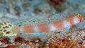 Foto Meeresfische (Meerwasser) Pinkbar Goby 