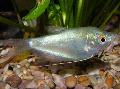 Photo Freshwater Fish Moonlight Gourami 