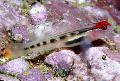 Photo Marine Fish (Sea Water) Red Head Goby 