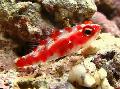 Aquarium Fishes Red Spotted Goby Photo