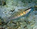 Photo Marine Fish (Sea Water) Sleeper Banded Goby 