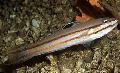 Photo Marine Fish (Sea Water) Sleeper Railway Glider Goby 