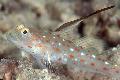Photo Marine Fish (Sea Water) Tangaroa Goby 