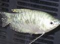 Photo Freshwater Fish Trichogaster trichopterus trichopterus 