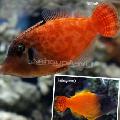 Photo Marine Fish (Sea Water) Colored Filefish 