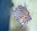 Photo Marine Fish (Sea Water) Tassle Filefish 