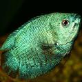 Aquarium Fishes Dwarf Gourami Photo