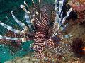 Russell's Lionfish Photo