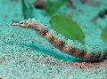 Photo Marine Fish (Sea Water) Dragonface Pipefish 