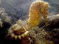 Photo Marine Fish (Sea Water) Tiger tail seahorse 
