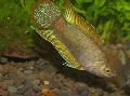 Photo Freshwater Fish Macropodus chinensis 