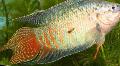 Photo Freshwater Fish Paradise Fish 