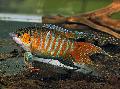 Paradise Fish, Macropodus opercularis Striped Photo