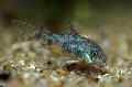 Photo Freshwater Fish Corydoras undulates 