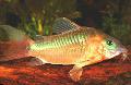Photo Freshwater Fish Corydoras aeneus 