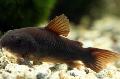 Акваріумні рибки Коридорас Золотистий (Сомик Золотистий) Фото