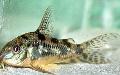 Photo Freshwater Fish Peppered Cory Cat 
