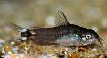 Photo Freshwater Fish Corydoras hastatus 