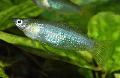 Photo Freshwater Fish Alfaro cultratus 