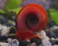 Ramshorn Snail spherical spiral Photo and characteristics