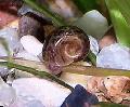 Akvarij Sladkovodnih školjk Ramshorn Polž, Planorbis corneus rjava fotografija