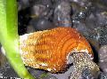 Freshwater Clam elongated spiral Rabbit Snail Tylomelania Photo