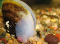 Süßwassermuschel clam shell Foto und Merkmale