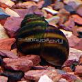 Japanese Trapdoor Snail (Pond) spherical spiral Photo and characteristics
