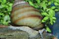 Japanese Trapdoor Snail (Pond) spherical spiral Photo and characteristics