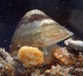 Flussnapfschnecke clam shell Foto und Merkmale