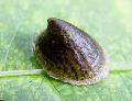River Limpet clamshell Photo and characteristics