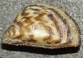 Zebramuschel clam shell Foto und Merkmale