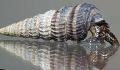 Freshwater Clam elongated spiral Ladder Horn Snail Photo