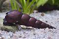 Devil Thorn Snail elongated spiral Photo and characteristics