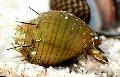 Freshwater Clam spherical spiral Hairly Snail Photo