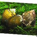 Akvárium édesvízi kagyló Bozontos Csiga, Thiara cancellata sárga fénykép