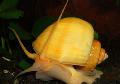Freshwater Clam spherical spiral Mystery Snail, Apple Snail Photo