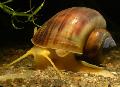 Mystery Snail, Apple Snail spherical spiral Photo and characteristics