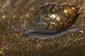 Freshwater Clam spherical spiral Physa Photo