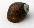 River Nerite Theodoxus spherical spiral Photo and characteristics