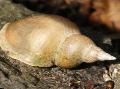 Great Pond Snail elongated spiral Photo and characteristics