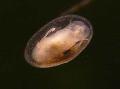 Süßwasser-Napfschnecken clam shell Foto und Merkmale